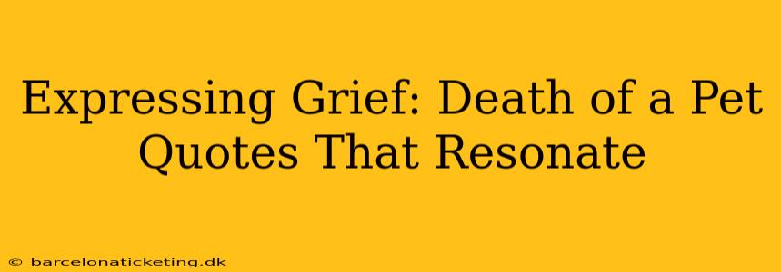 Expressing Grief: Death of a Pet Quotes That Resonate