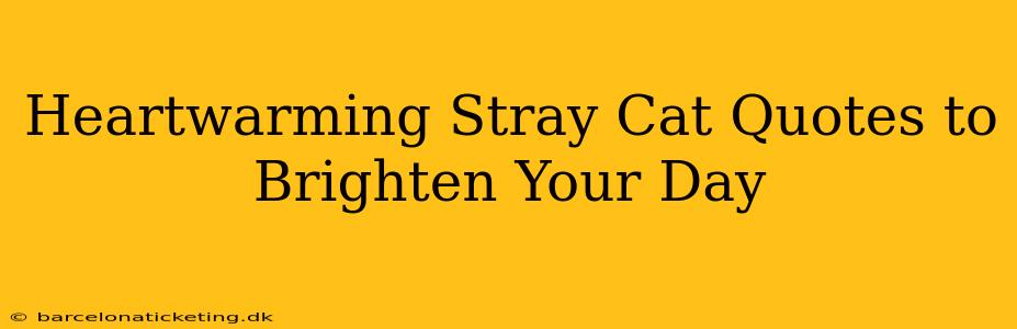 Heartwarming Stray Cat Quotes to Brighten Your Day
