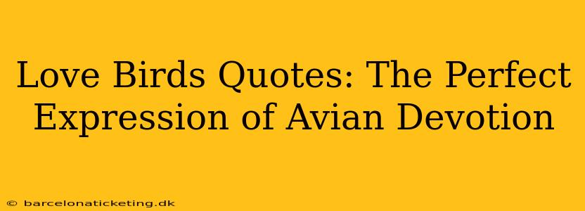 Love Birds Quotes: The Perfect Expression of Avian Devotion