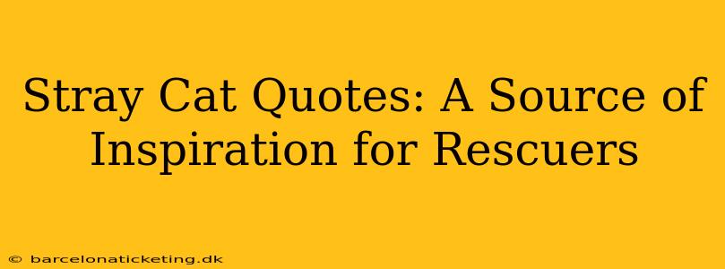 Stray Cat Quotes: A Source of Inspiration for Rescuers