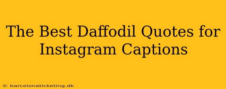 The Best Daffodil Quotes for Instagram Captions