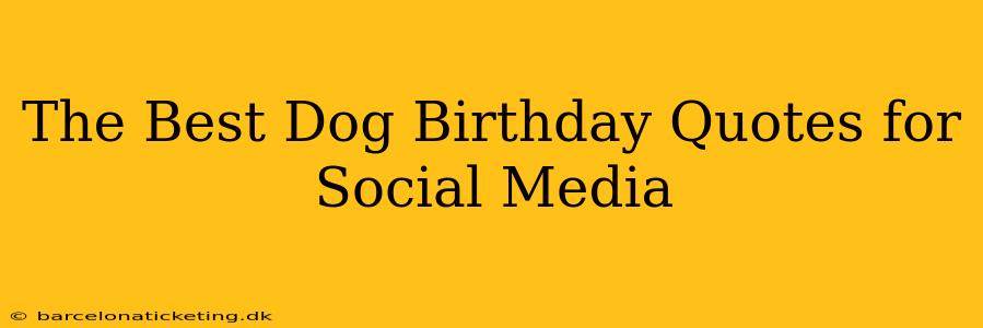 The Best Dog Birthday Quotes for Social Media