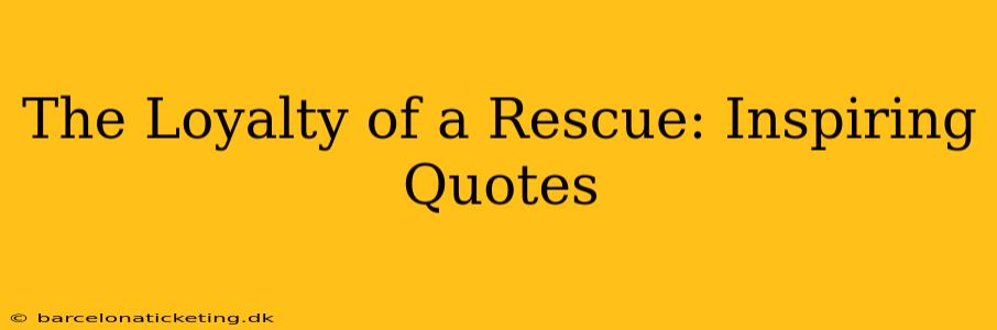 The Loyalty of a Rescue: Inspiring Quotes