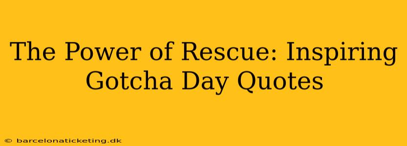 The Power of Rescue: Inspiring Gotcha Day Quotes