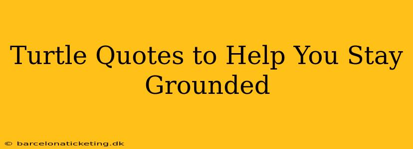 Turtle Quotes to Help You Stay Grounded